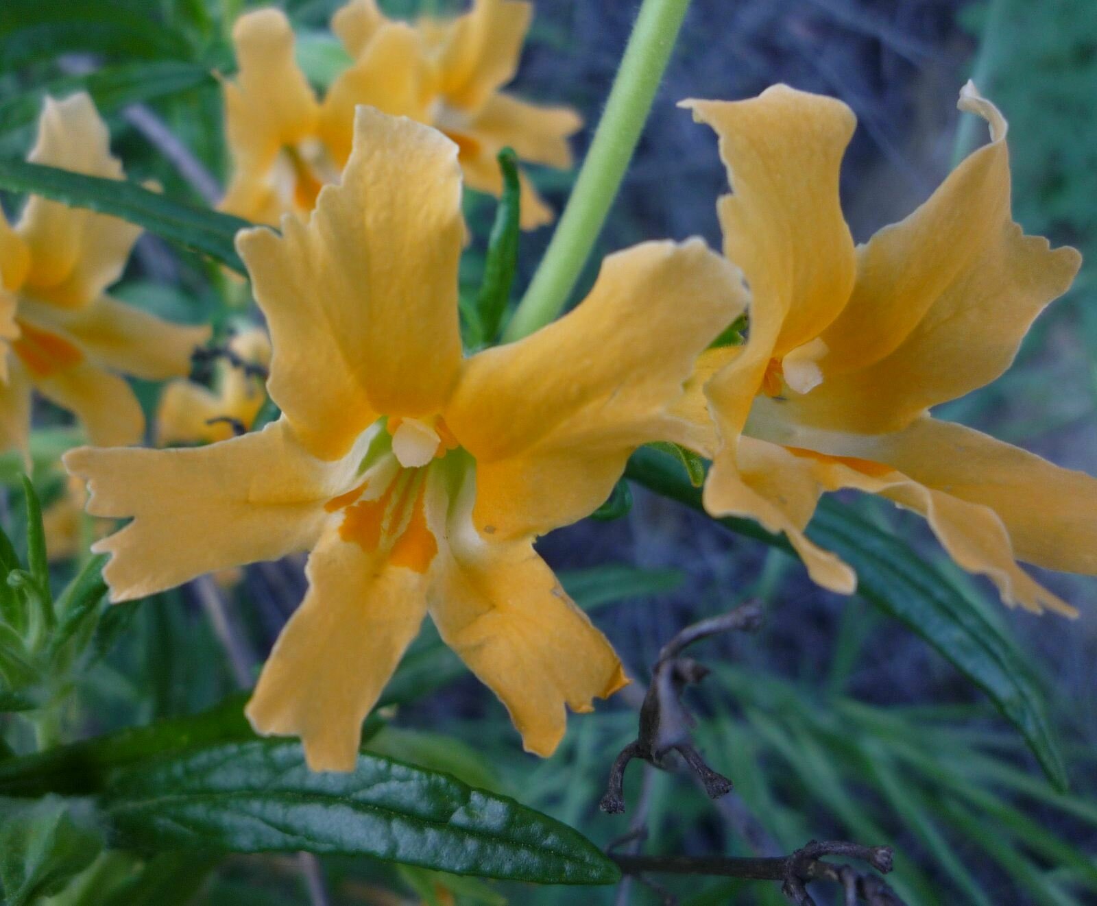 High Resolution Diplacus aurantiacus Flower
